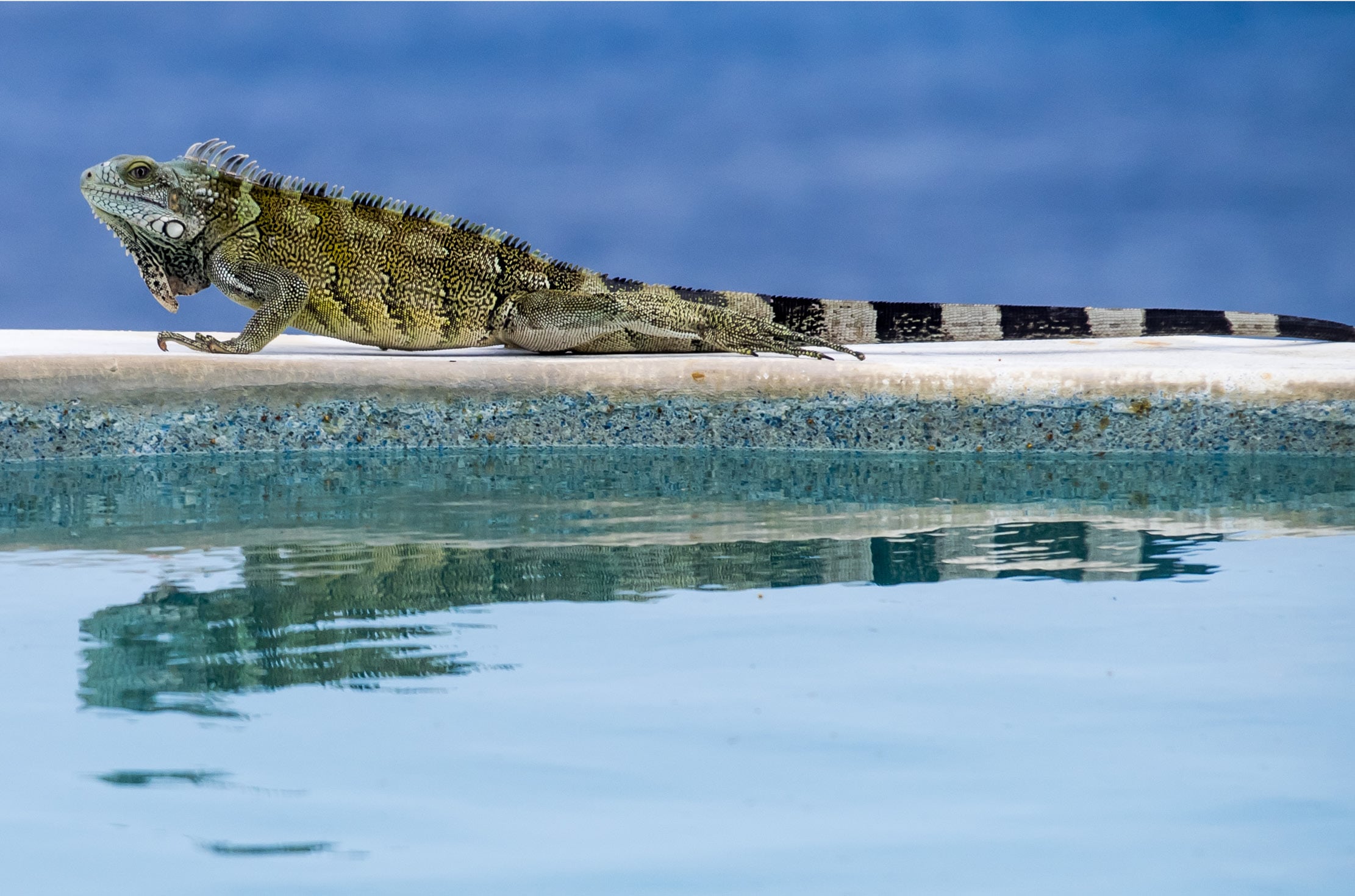 Is There Poop in My Pool? OCQ