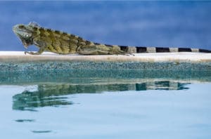 Read more about the article Is There Poop in My Pool?