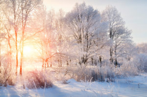 Read more about the article The Winter of Our Contentment