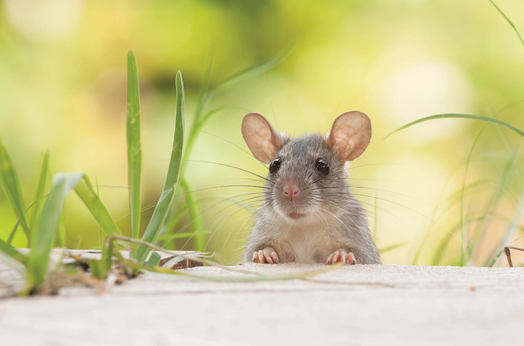 You are currently viewing Running with Rats