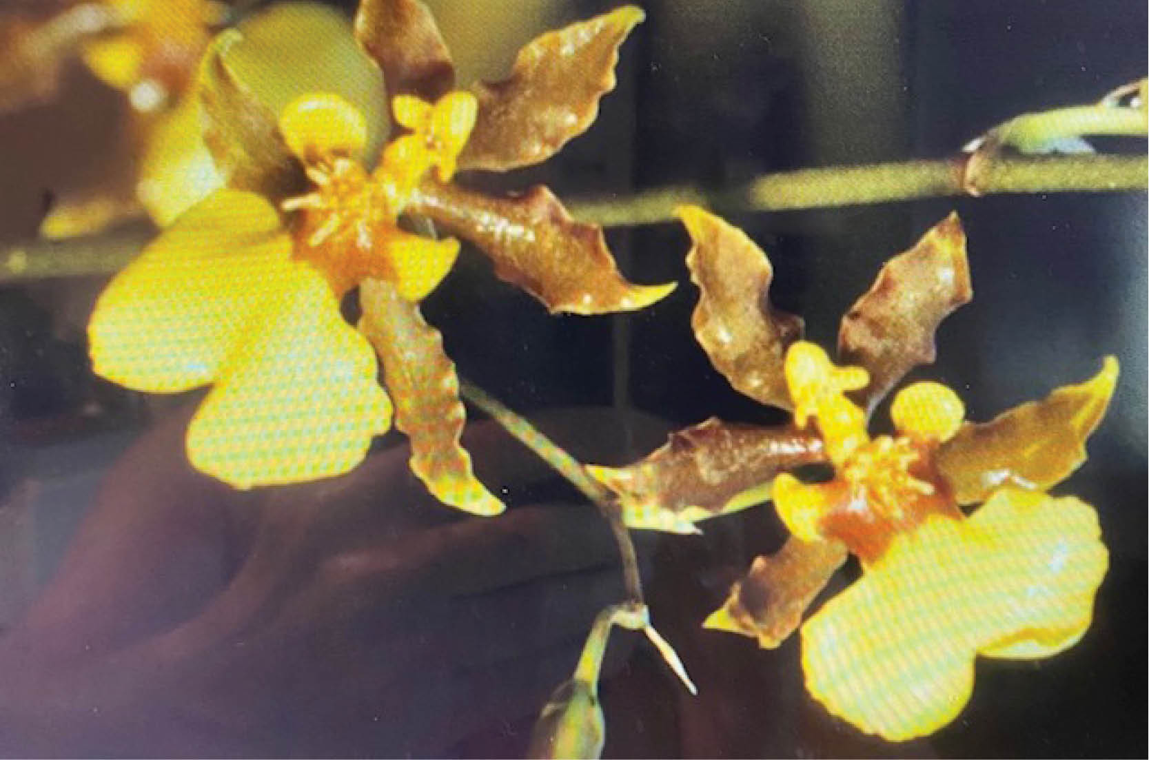 Read more about the article Wilton Manors Island City Orchid Project