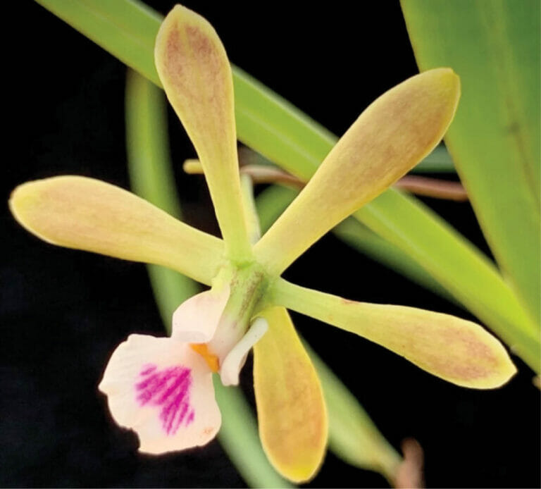 Equality Garden Club _ Photo of Native Orchids