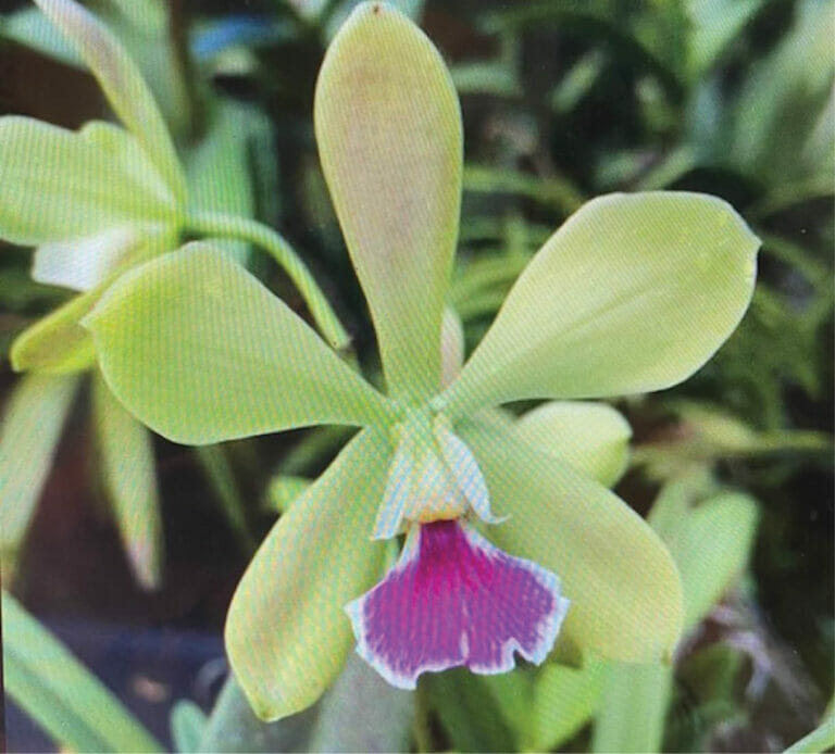 Equality Garden Club _ Photo of Native Orchids