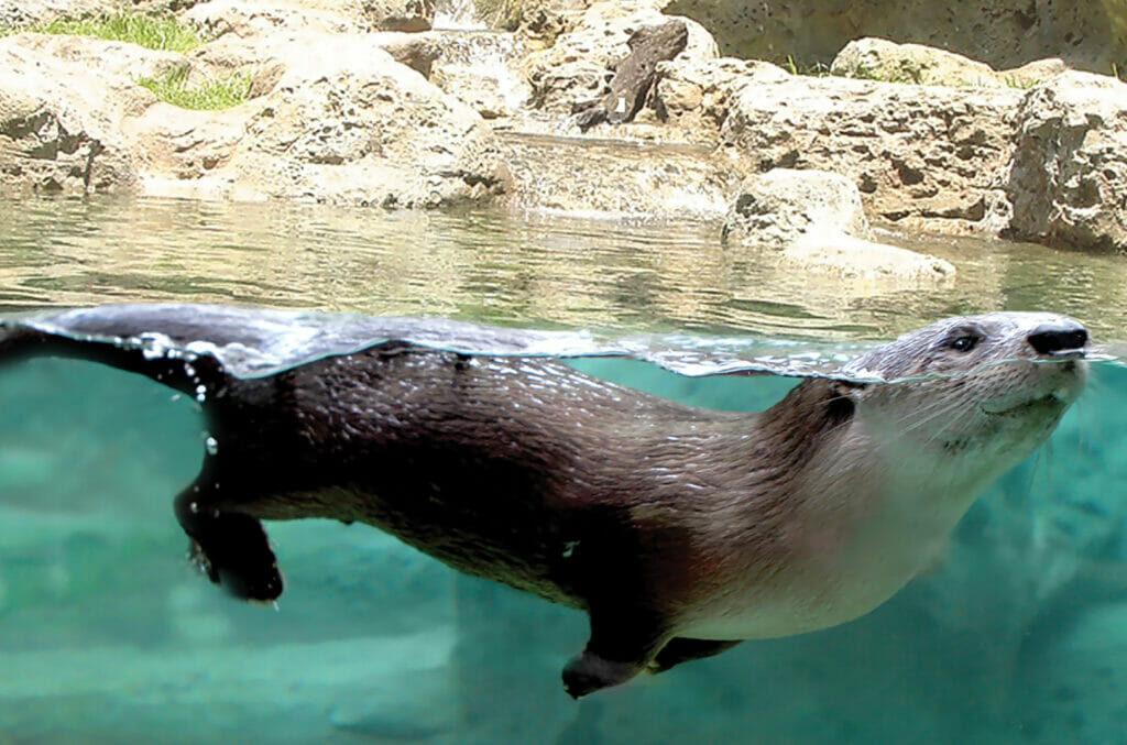 MODS _ Otter