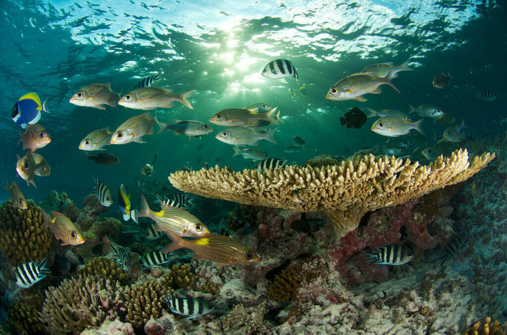 MODS_Under water photo