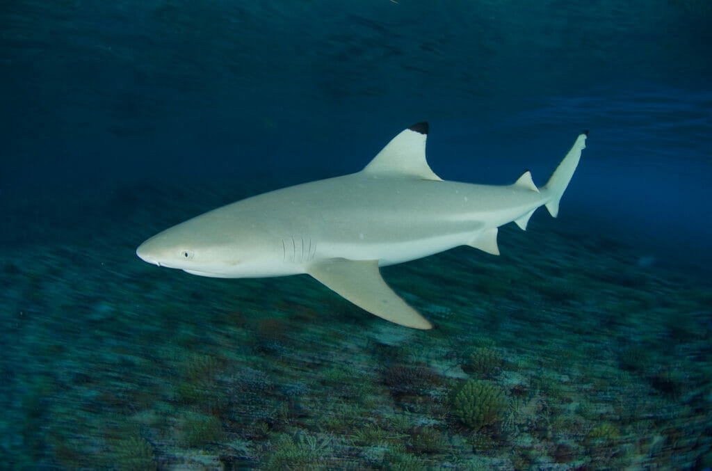 MODS _ under water photo of shark