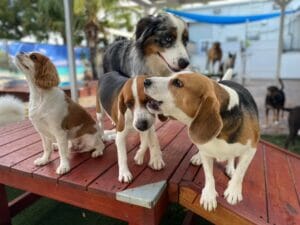 dogs