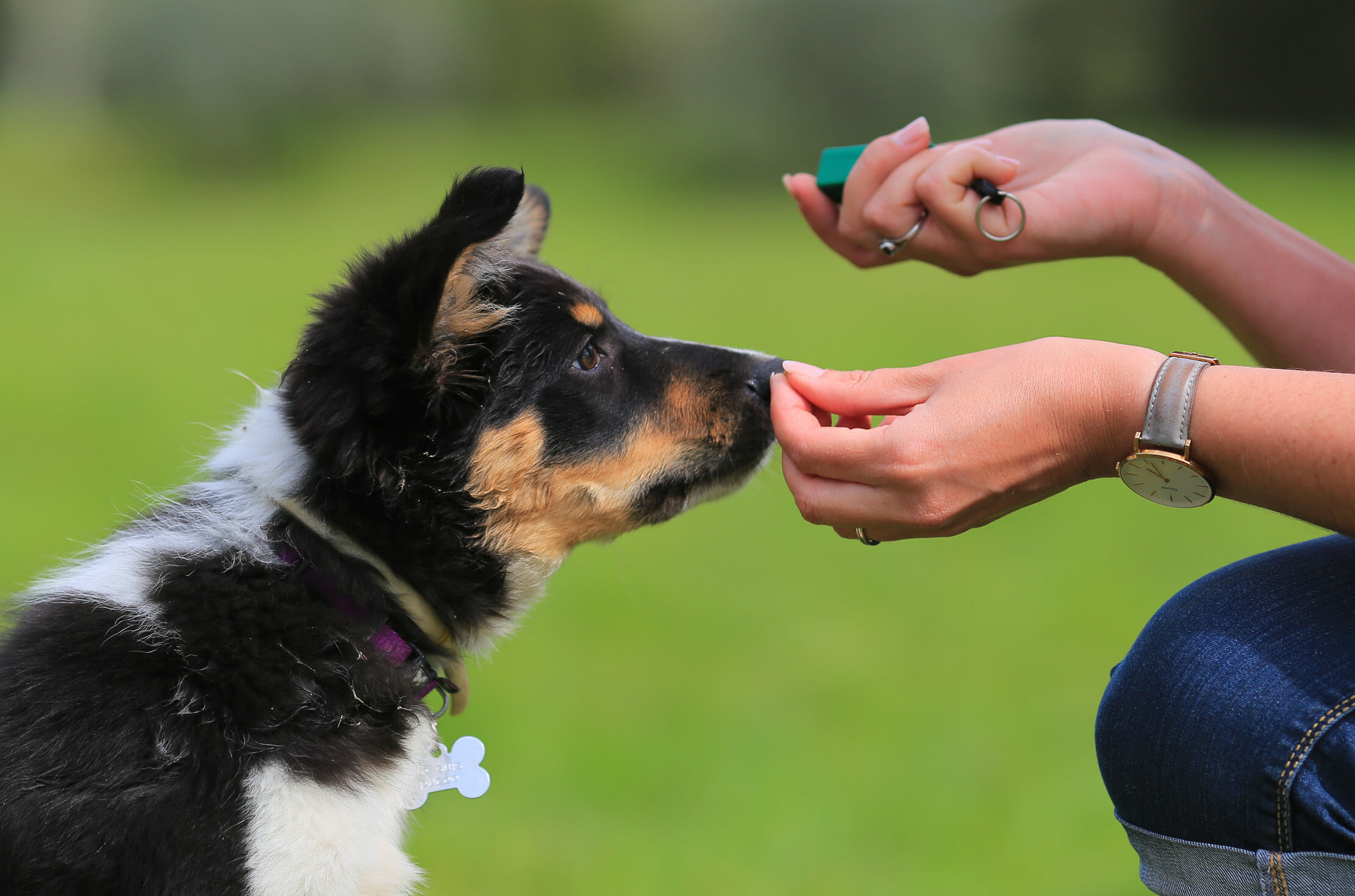 Read more about the article Canine Champions for Conservation