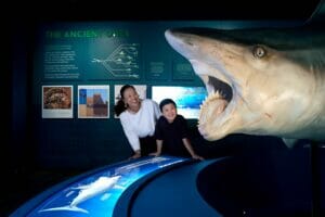 Read more about the article “Sharks” Makes an Opening Splash at the Phillip and Patricia Frost Museum of Science