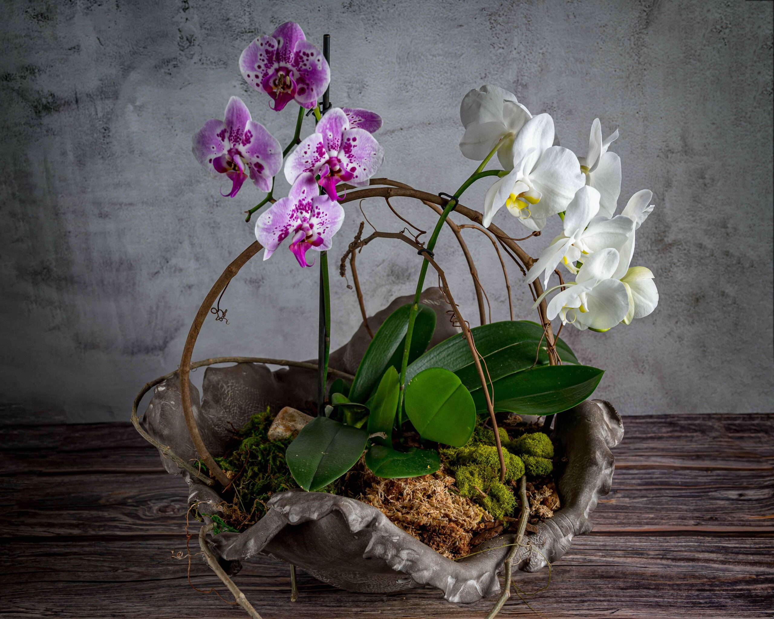 You are currently viewing Equality Garden Club – 10th Anniversary Tropical Plant Fair