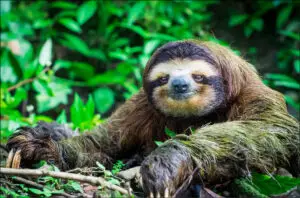 Read more about the article Survival of the Slowest