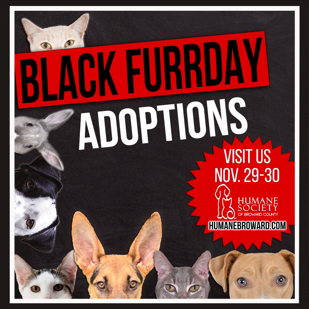 Read more about the article Black Furrday at the Humane Society of Broward County – November 29 & 30, 2024!