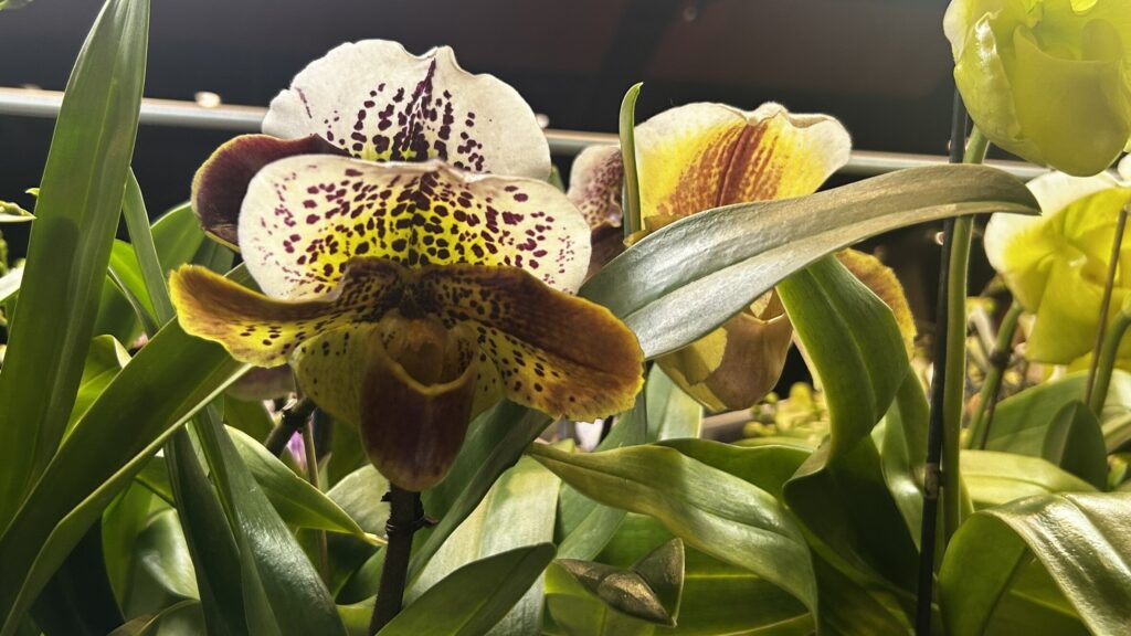 FTL Orchid Society