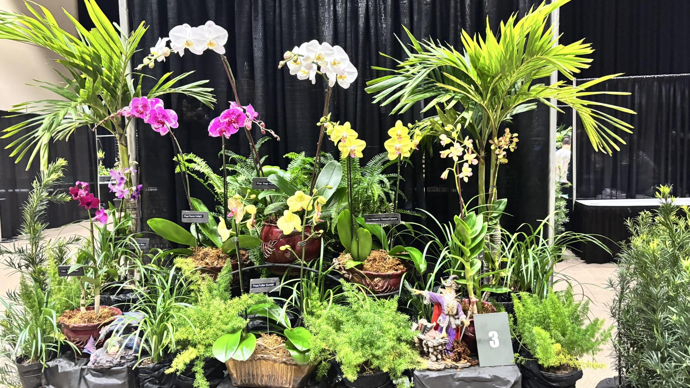 Read more about the article “Orchid Magic” Orchid Show and Sale is Jan. 9-11 in Pembroke Pines