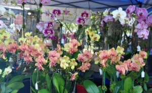 Read more about the article Orchids in Bloom: Bonnet House Hosts Its 17th Annual International Orchid & Garden Festival