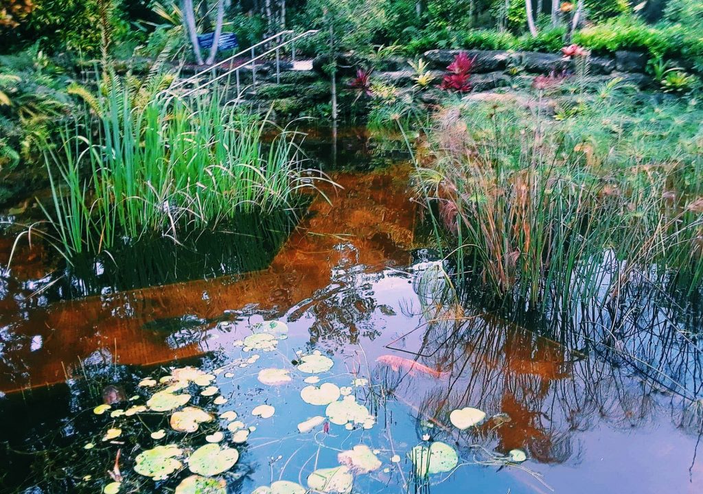 Photo courtesy pf Mounts Botanical Garden