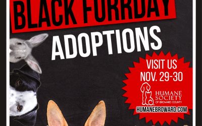Black Friday Adoption special jpg