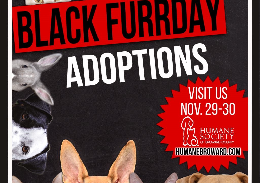 Black Friday Adoption special jpg