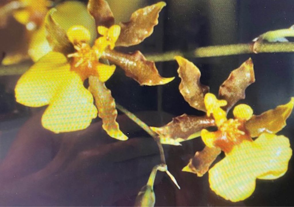 Equality Garden Club _ Photo of Native Orchids