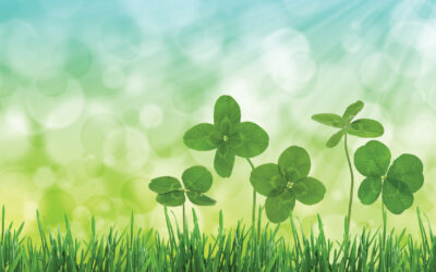 Four-leaf clovers in grass against blurred natural background.