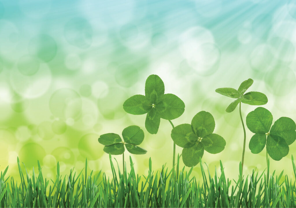 Four-leaf clovers in grass against blurred natural background.