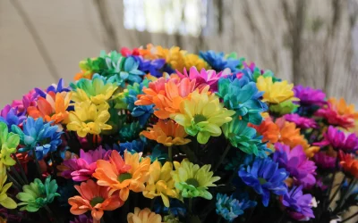 Colorful rainbow bunch of beautiful chrysanthemums close up. Spring time bouquet of chrysanths in Keukenhof flower garden, Netherlands, Holland