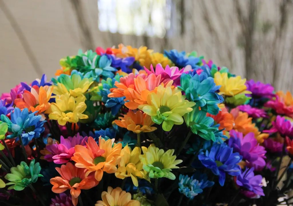 Colorful rainbow bunch of beautiful chrysanthemums close up. Spring time bouquet of chrysanths in Keukenhof flower garden, Netherlands, Holland