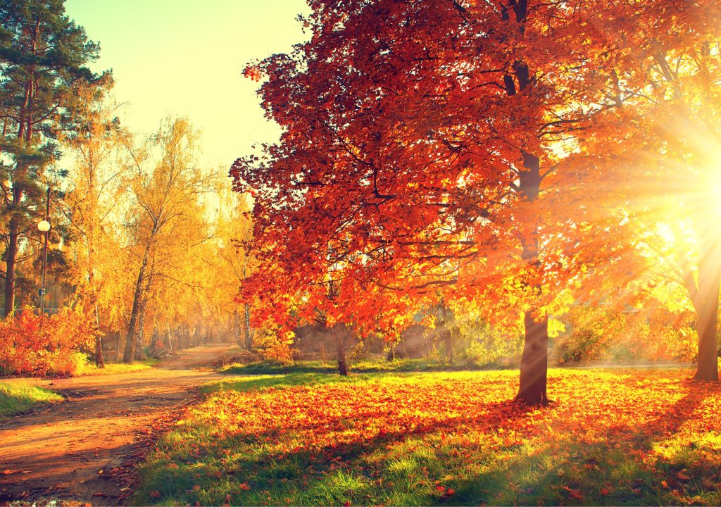 Fall. Autumn Park. Autumnal Trees and Leaves in sun rays
