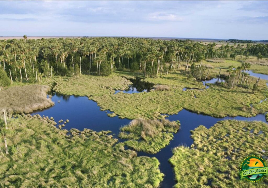 MODS-Hub-Everglades photo