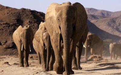 MODS-Imax-Elephants