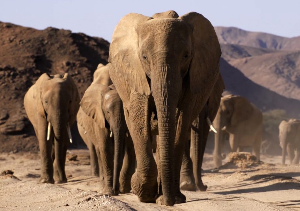 MODS-Imax-Elephants