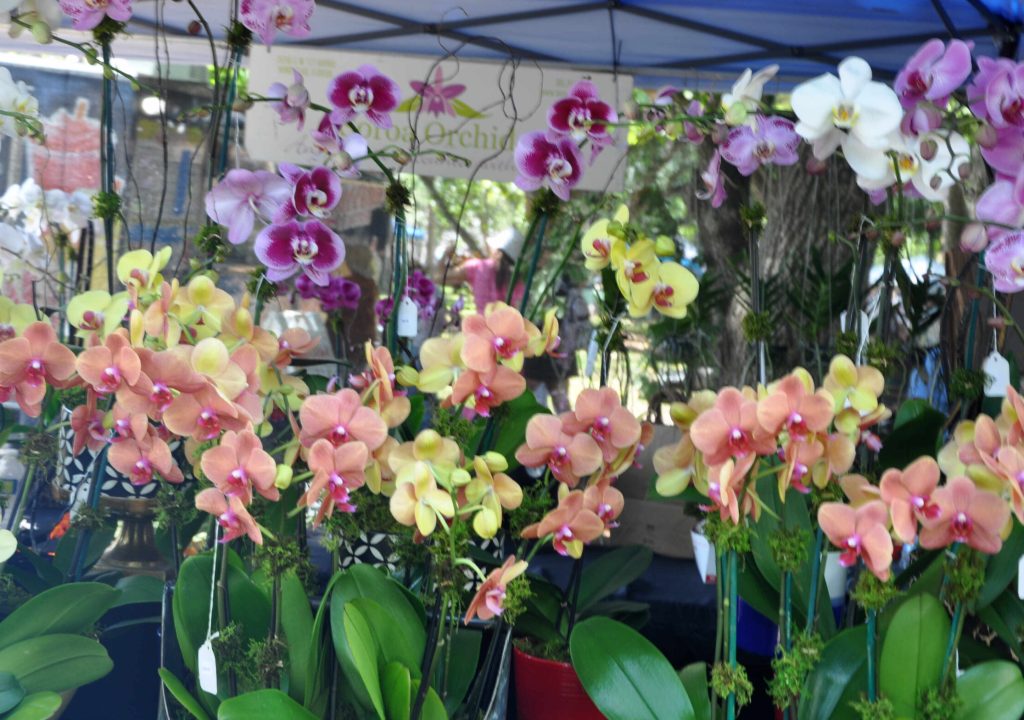 Orchid Festival