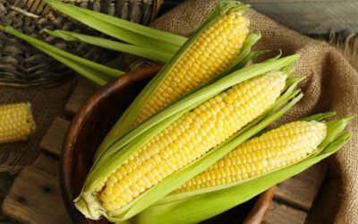 Fresh corn on cobs on wooden table, closeup