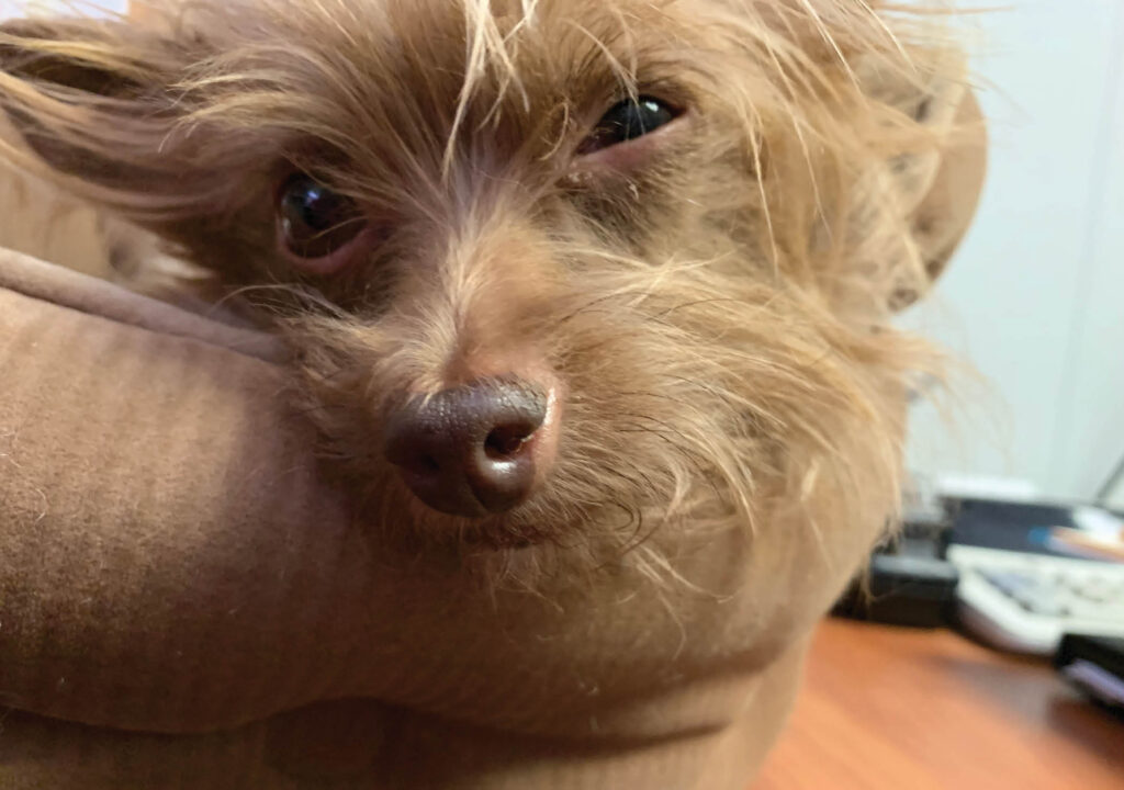 Picture of Dog
