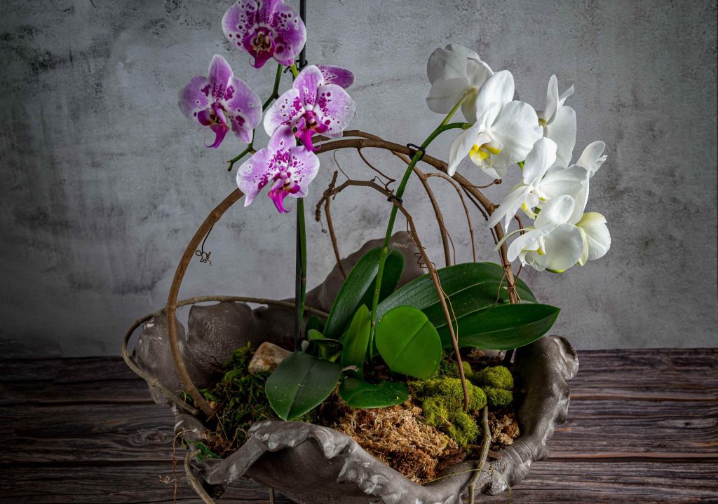 Baskets of Orchids offered by "Roots and Pots" (Courtesy Equality Garden Club)