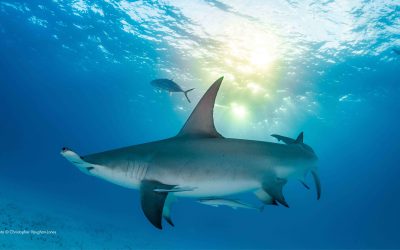 shark
