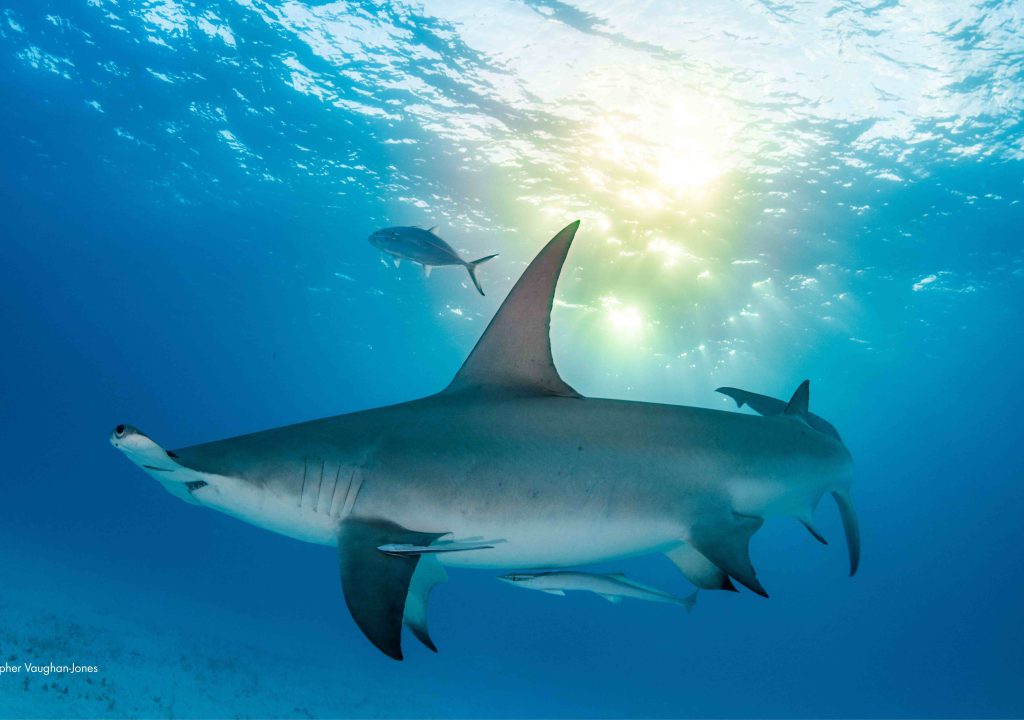 shark